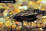 bunocephalus colombianus bunocephalus colombianus