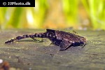 bunocephalus colombianus bunocephalus colombianus