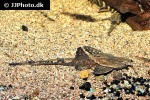bunocephalus colombianus bunocephalus colombianus