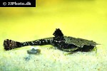 bunocephalus coracoideus bunocephalus coracoideus