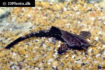 bunocephalus coracoideus bunocephalus coracoideus