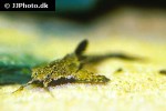 bunocephalus coracoideus bunocephalus coracoideus