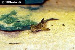 bunocephalus coracoideus bunocephalus coracoideus