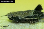 bunocephalus coracoideus bunocephalus coracoideus