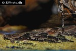 bunocephalus coracoideus bunocephalus coracoideus