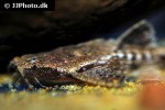 bunocephalus coracoideus bunocephalus coracoideus