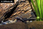 bunocephalus coracoideus bunocephalus coracoideus
