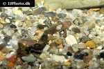 bunocephalus coracoideus bunocephalus coracoideus