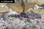 bunocephalus coracoideus bunocephalus coracoideus
