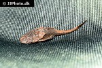 bunocephalus verrucosus bunocephalus verrucosus