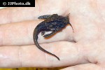bunocephalus verrucosus bunocephalus verrucosus