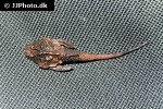 bunocephalus verrucosus bunocephalus verrucosus