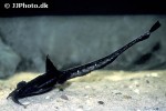 platystacus cotylephorus platystacus cotylephorus