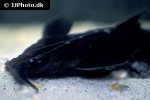 platystacus cotylephorus platystacus cotylephorus