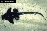 platystacus cotylephorus platystacus cotylephorus
