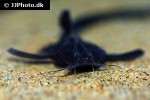platystacus cotylephorus platystacus cotylephorus