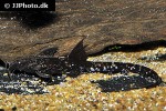 platystacus cotylephorus platystacus cotylephorus