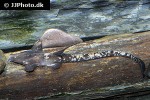 platystacus cotylephorus platystacus cotylephorus