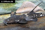 platystacus cotylephorus platystacus cotylephorus