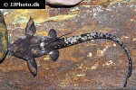 platystacus cotylephorus platystacus cotylephorus
