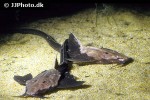 platystacus cotylephorus platystacus cotylephorus