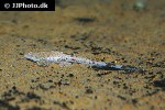 pterobunocephalus dolichurus pterobunocephalus dolichurus