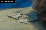 pterobunocephalus dolichurus pterobunocephalus dolichurus