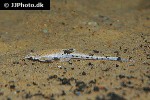 pterobunocephalus dolichurus pterobunocephalus dolichurus