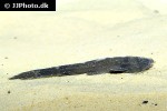 xyliphius melanopterus xyliphius melanopterus