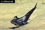 xyliphius melanopterus xyliphius melanopterus