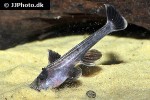 xyliphius melanopterus xyliphius melanopterus