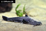 xyliphius melanopterus xyliphius melanopterus