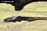 xyliphius melanopterus xyliphius melanopterus