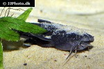 xyliphius melanopterus xyliphius melanopterus