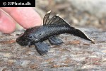ancistrus aff dolichopterus ancistrus aff dolichopterus