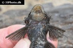 ancistrus aff dolichopterus ancistrus aff dolichopterus