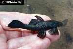 ancistrus aff dolichopterus ancistrus aff dolichopterus
