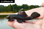ancistrus aff dolichopterus ancistrus aff dolichopterus