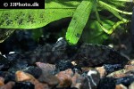 ancistrus brevifilis ancistrus brevifilis