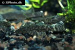 ancistrus brevifilis ancistrus brevifilis