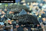 ancistrus brevifilis ancistrus brevifilis