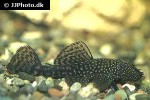 ancistrus cf cirrhosus ancistrus cf cirrhosus