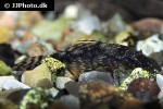 ancistrus cf cirrhosus ancistrus cf cirrhosus