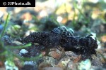 ancistrus cf cirrhosus ancistrus cf cirrhosus