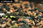 ancistrus cf cirrhosus ancistrus cf cirrhosus