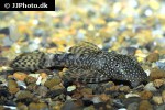 ancistrus cf cirrhosus ancistrus cf cirrhosus