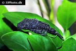 ancistrus cf cirrhosus ancistrus cf cirrhosus