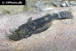 ancistrus cf cirrhosus ancistrus cf cirrhosus