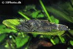ancistrus cf cirrhosus ancistrus cf cirrhosus