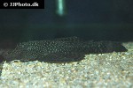 ancistrus cf cirrhosus ancistrus cf cirrhosus